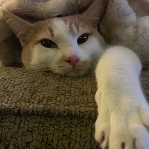 Meet your Posher, Karlie